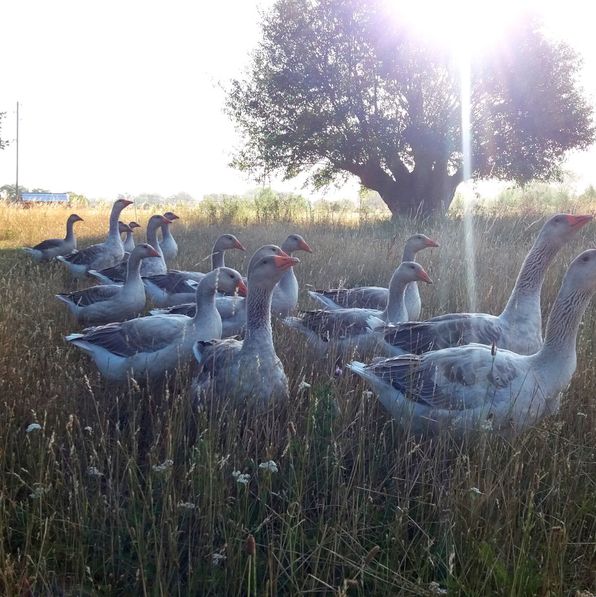 Gänse auf dem Parzivalhof