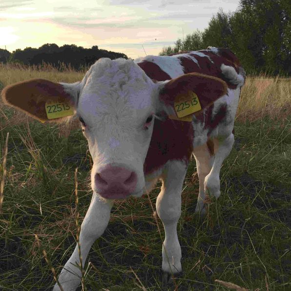 Kalb auf der Weide